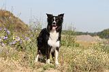 BORDER COLLIE 374